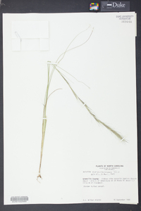 Aristida purpurascens image