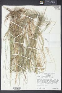 Aristida purpurascens image