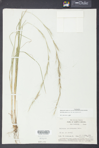 Aristida purpurascens image