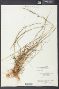 Aristida purpurascens image