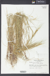 Aristida purpurascens image