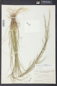 Aristida purpurascens image