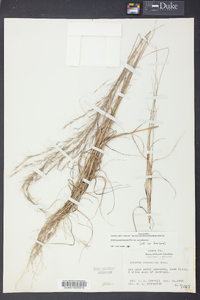 Aristida purpurascens image