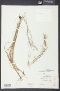 Aristida purpurascens image