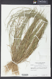 Aristida purpurascens image