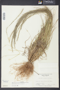 Aristida purpurascens image