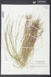 Aristida purpurascens image