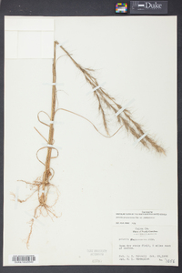 Aristida purpurascens image