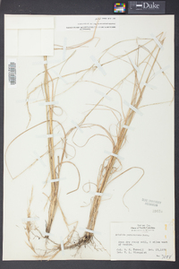 Aristida purpurascens image