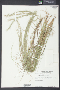 Aristida purpurascens image