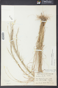 Aristida purpurascens image