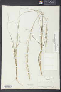 Aristida purpurascens image