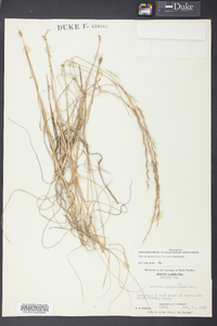 Aristida purpurascens image