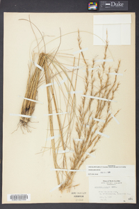 Aristida stricta image