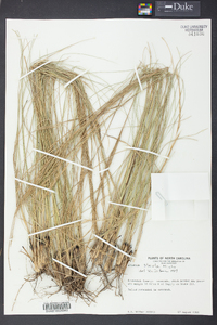 Aristida stricta image