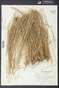 Aristida stricta image