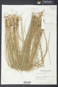 Aristida stricta image