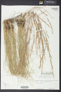 Aristida stricta image