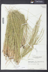 Aristida stricta image