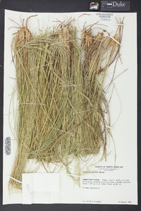 Aristida stricta image