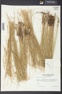 Aristida stricta image