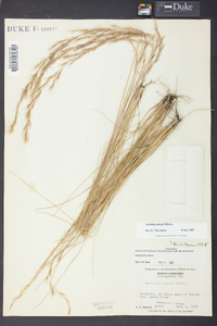 Aristida stricta image