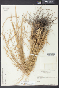 Aristida stricta image