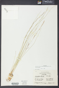 Aristida stricta image