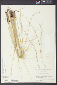 Aristida stricta image