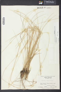 Aristida stricta image