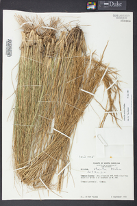 Aristida stricta image