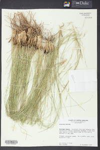 Aristida stricta image