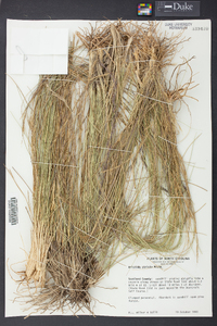 Aristida stricta image