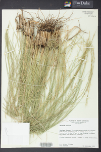 Aristida stricta image