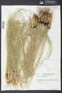 Aristida stricta image