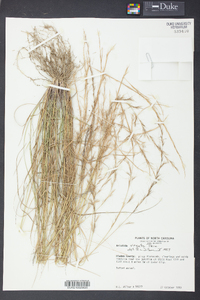 Aristida virgata image