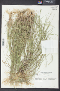 Aristida virgata image