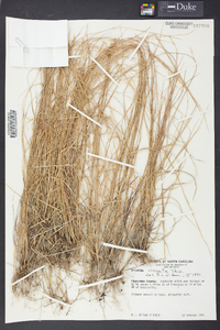 Aristida virgata image