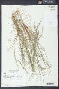 Aristida longespica image