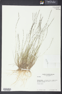 Aristida longespica image