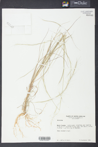 Aristida longespica image