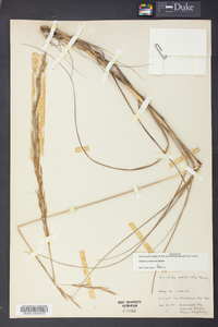 Aristida condensata image