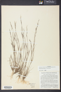 Aristida dichotoma var. curtissii image