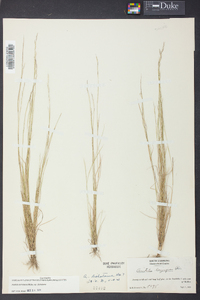 Aristida dichotoma image