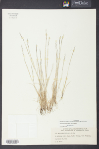 Aristida dichotoma image