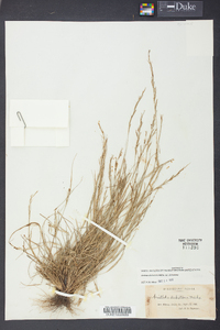 Aristida dichotoma image