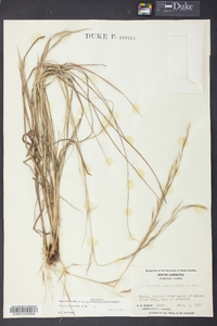 Aristida lanosa image