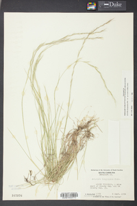 Aristida longespica var. geniculata image