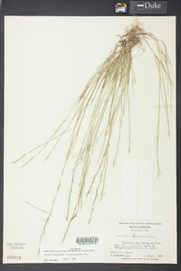 Aristida longespica image