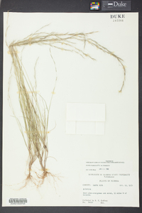 Aristida longespica var. longespica image